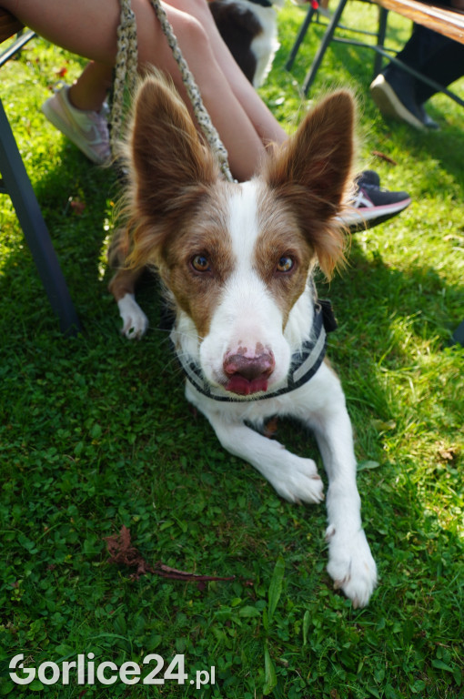 5 Rodzinny Dog Piknik w Kobylance 01.09.
