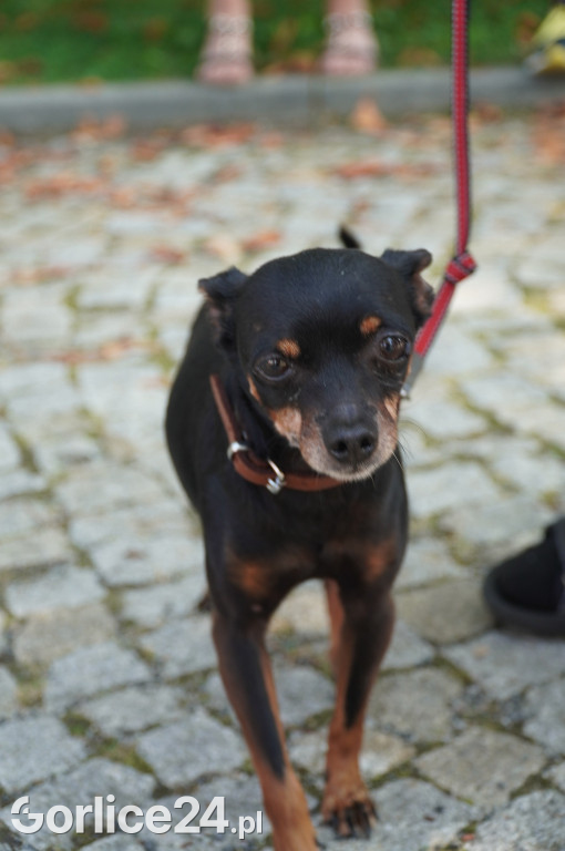 5 Rodzinny Dog Piknik w Kobylance 01.09.
