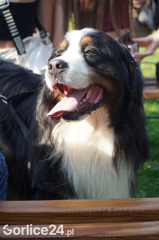 5 Rodzinny Dog Piknik w Kobylance 01.09.