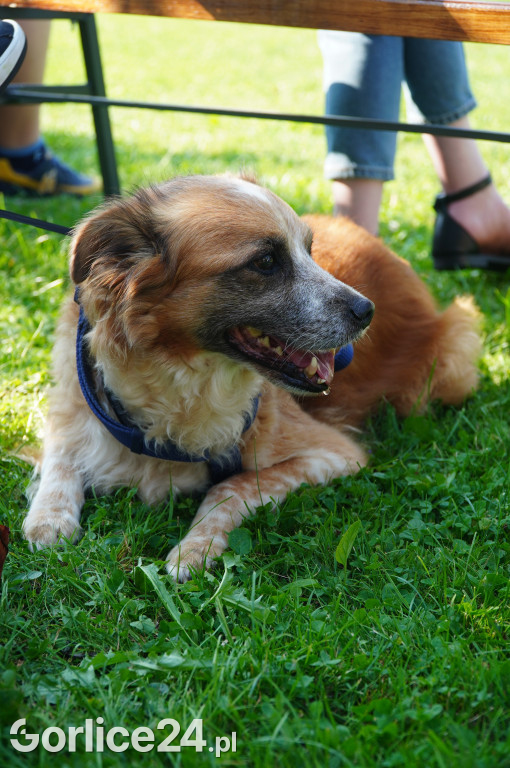 5 Rodzinny Dog Piknik w Kobylance 01.09.