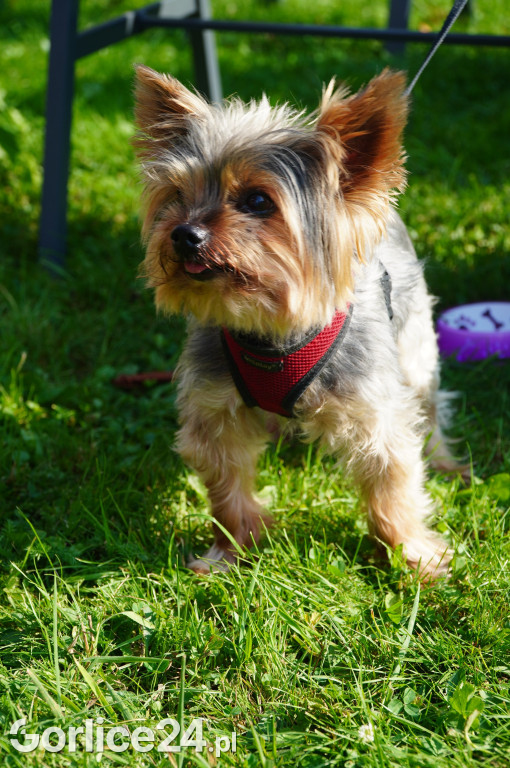 5 Rodzinny Dog Piknik w Kobylance 01.09.