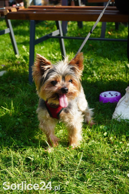 5 Rodzinny Dog Piknik w Kobylance 01.09.