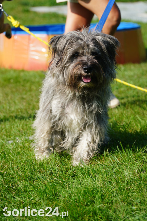 5 Rodzinny Dog Piknik w Kobylance 01.09.