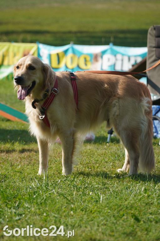 5 Rodzinny Dog Piknik w Kobylance 01.09.