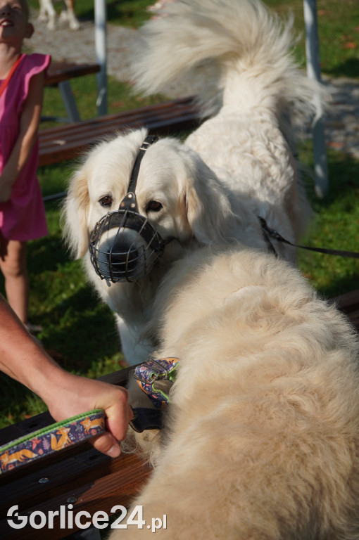 5 Rodzinny Dog Piknik w Kobylance 01.09.