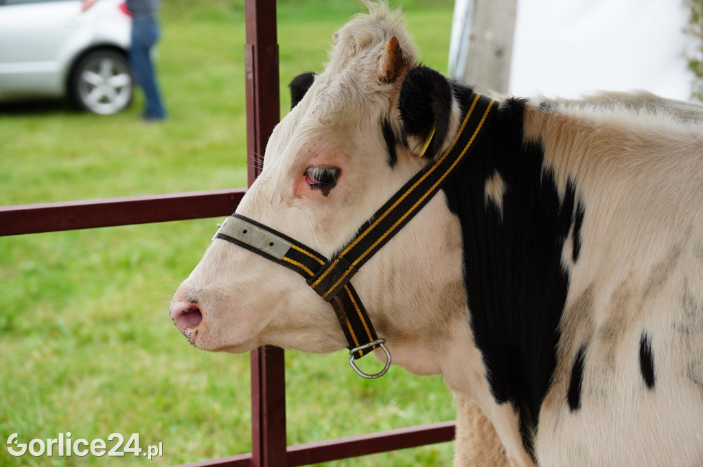 Agro Gorlice 2024 w Bystrej (sobota 28.09.)