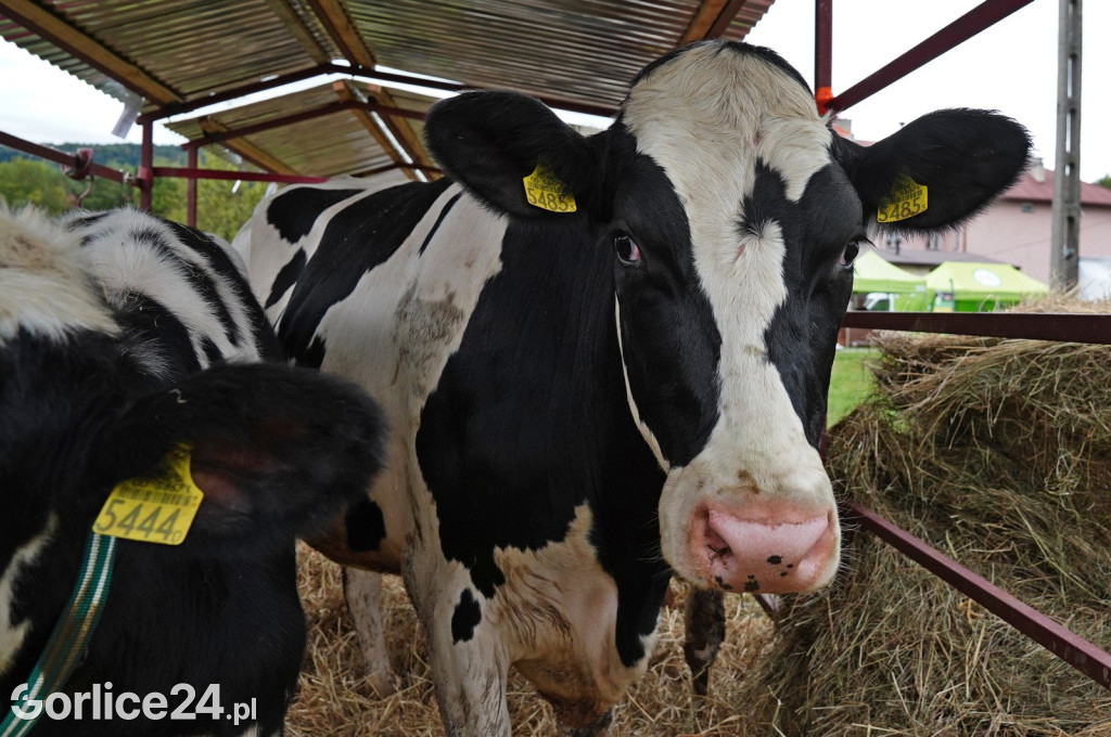 Agro Gorlice 2024 w Bystrej (sobota 28.09.)