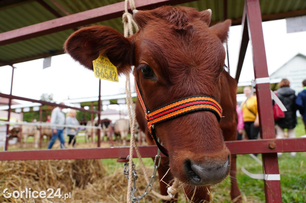 Agro Gorlice 2024 w Bystrej (sobota 28.09.)