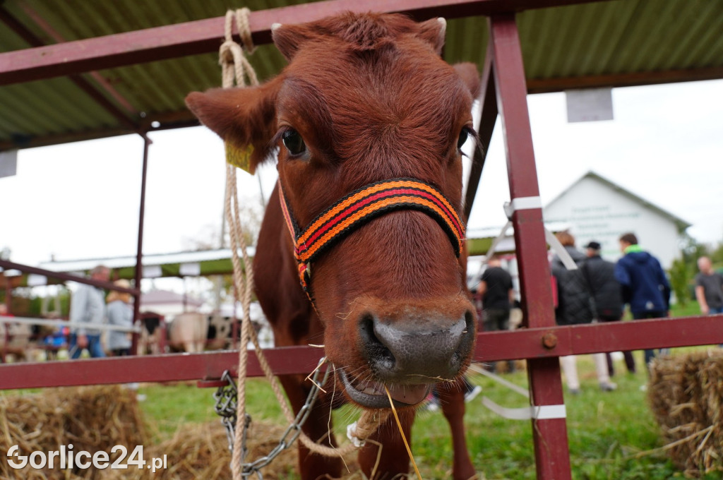 Agro Gorlice 2024 w Bystrej (sobota 28.09.)