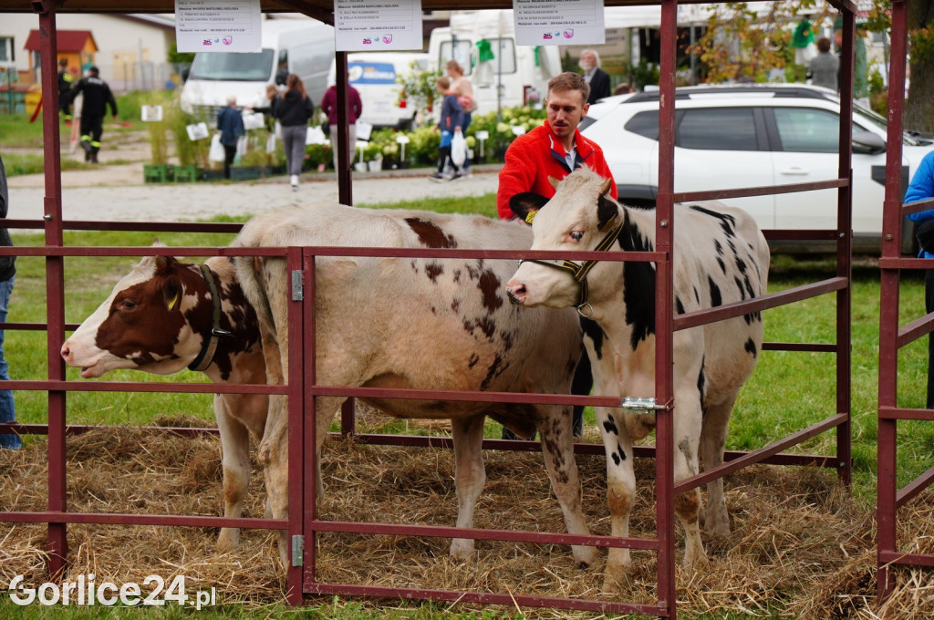 Agro Gorlice 2024 w Bystrej (sobota 28.09.)
