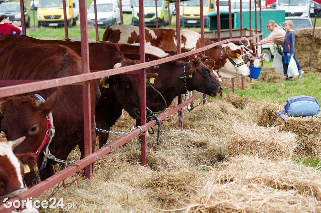 Agro Gorlice 2024 w Bystrej (sobota 28.09.)