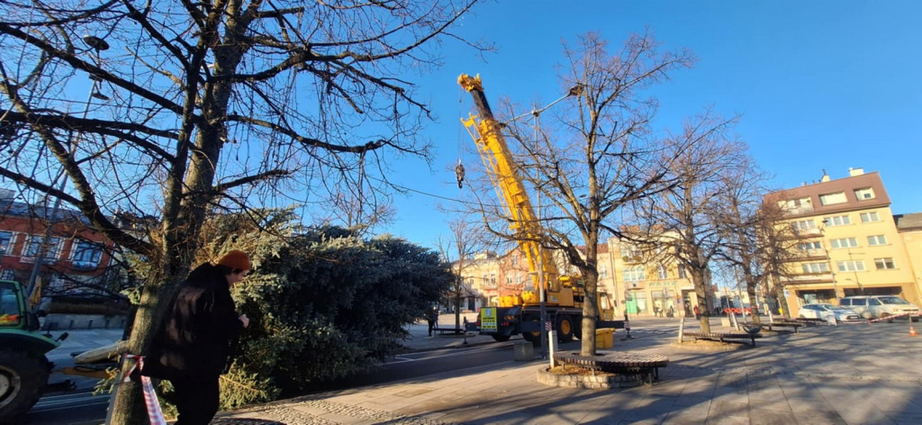 Choinka dotarła na gorlicki Rynek (26.11.)