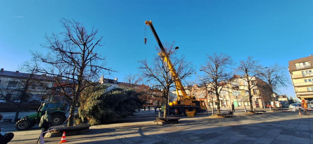 Choinka dotarła na gorlicki Rynek (26.11.)