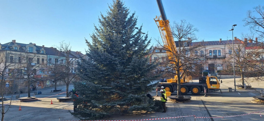 Choinka dotarła na gorlicki Rynek (26.11.)