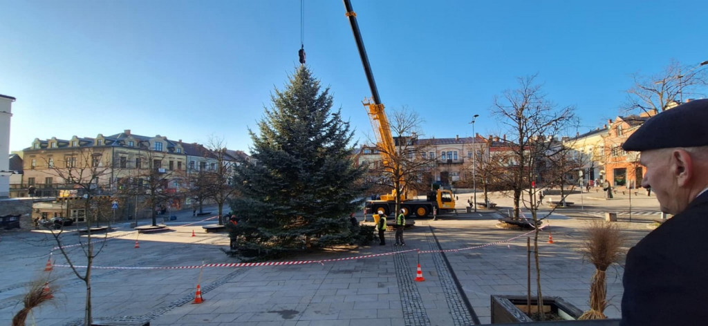 Choinka dotarła na gorlicki Rynek (26.11.)