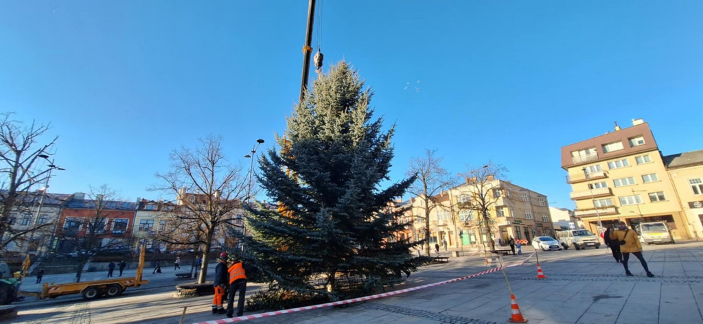 Choinka dotarła na gorlicki Rynek (26.11.)