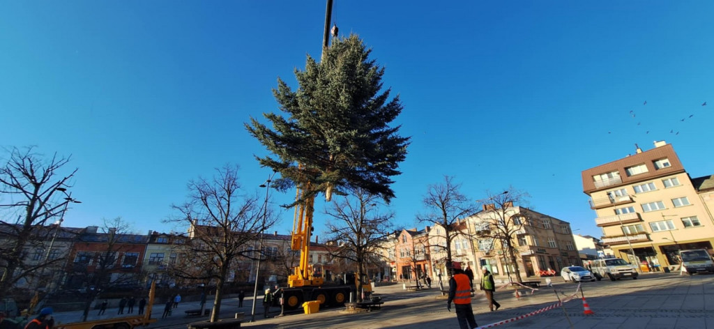 Choinka dotarła na gorlicki Rynek (26.11.)