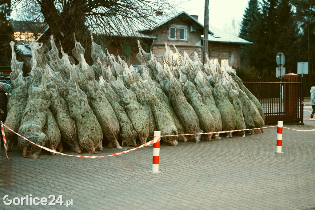Choinki od Starosty (20.12.)