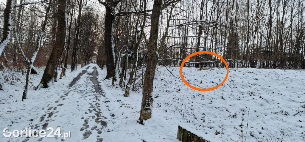 Wilki zaatakowały w Gorlicach (11.01.2025)