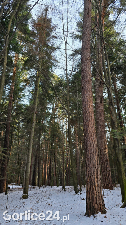Park Miejski w Gorlicach zimą