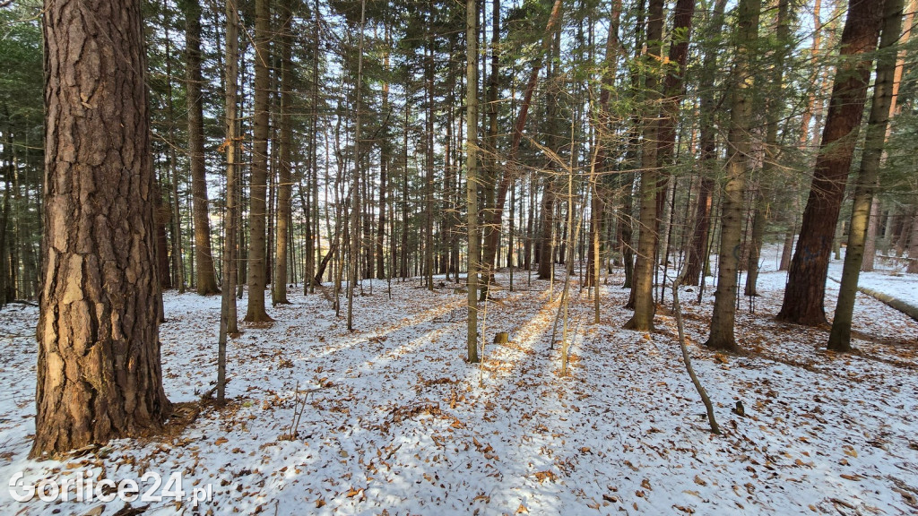 Park Miejski w Gorlicach zimą