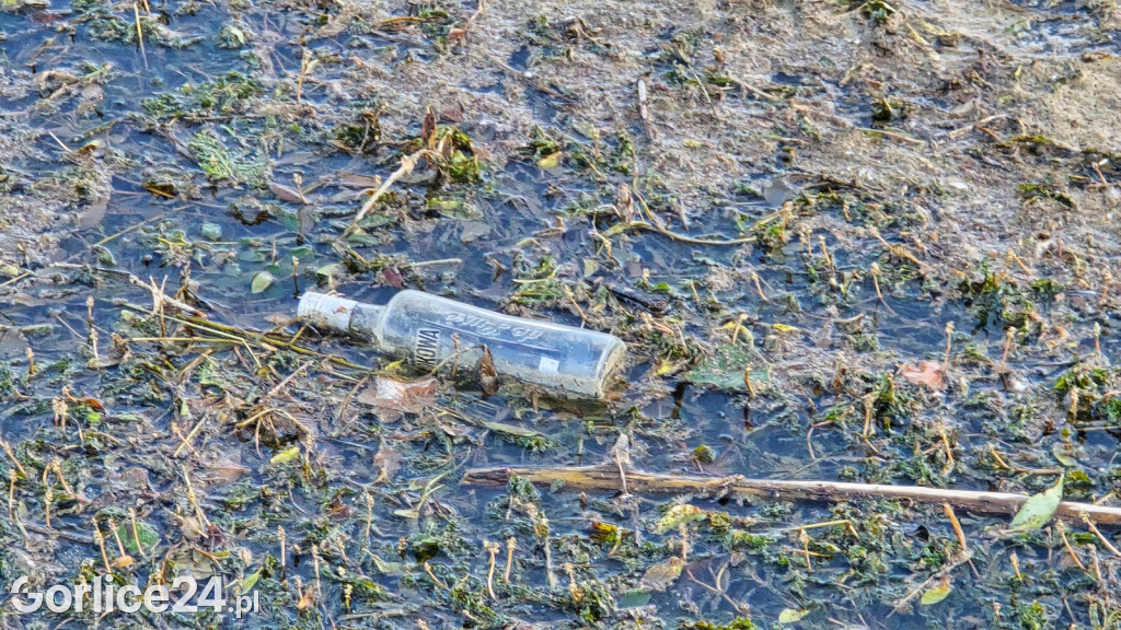 Zarastająca rzeka w centrum Gorlic (15.06.)