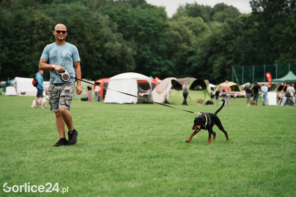39. Wystawa Psów Rasowych w Gorlicach - sobota 02.08.