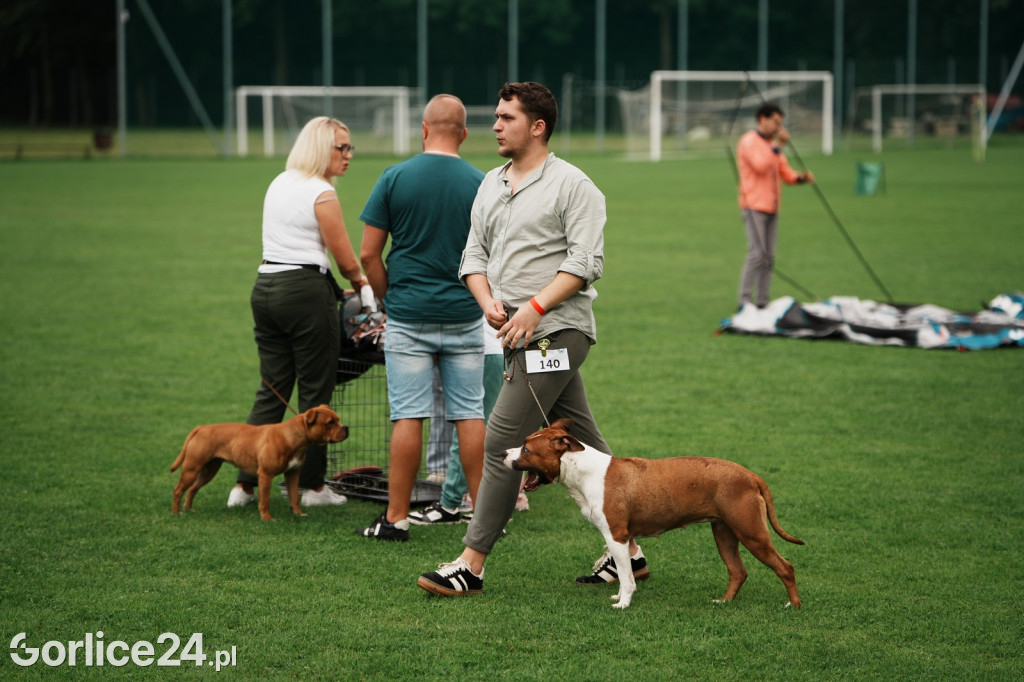 39. Wystawa Psów Rasowych w Gorlicach - sobota 02.08.