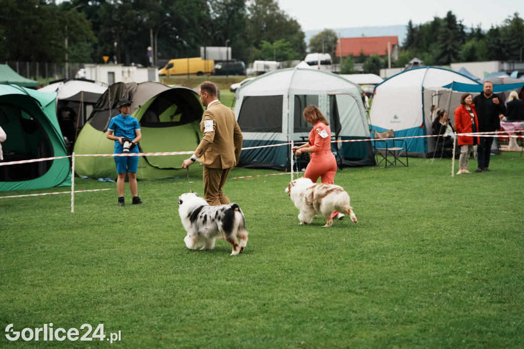 39. Wystawa Psów Rasowych w Gorlicach - sobota 02.08.