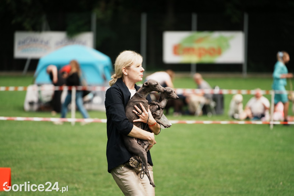 39. Wystawa Psów Rasowych w Gorlicach - sobota 02.08.