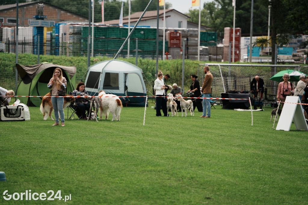 39. Wystawa Psów Rasowych w Gorlicach - sobota 02.08.