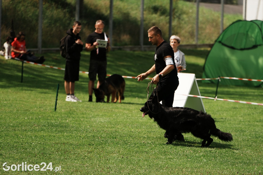 39. Wystawa Psów Rasowych w Gorlicach - sobota 02.08.