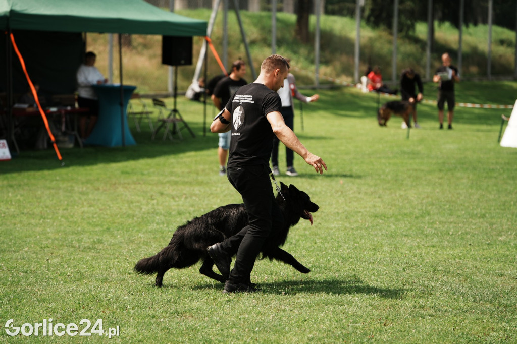 39. Wystawa Psów Rasowych w Gorlicach - sobota 02.08.