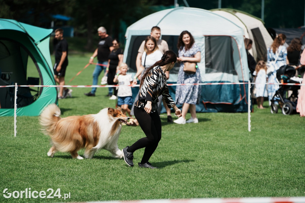 40. Wystawa Psów Rasowych w Gorlicach - niedziela 03.08.