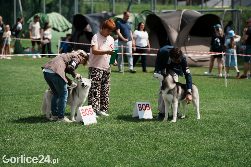 40. Wystawa Psów Rasowych w Gorlicach - niedziela 03.08.