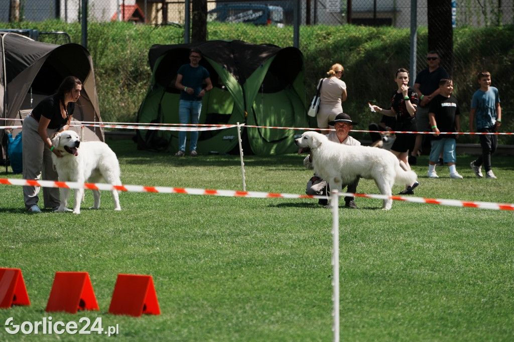 40. Wystawa Psów Rasowych w Gorlicach - niedziela 03.08.
