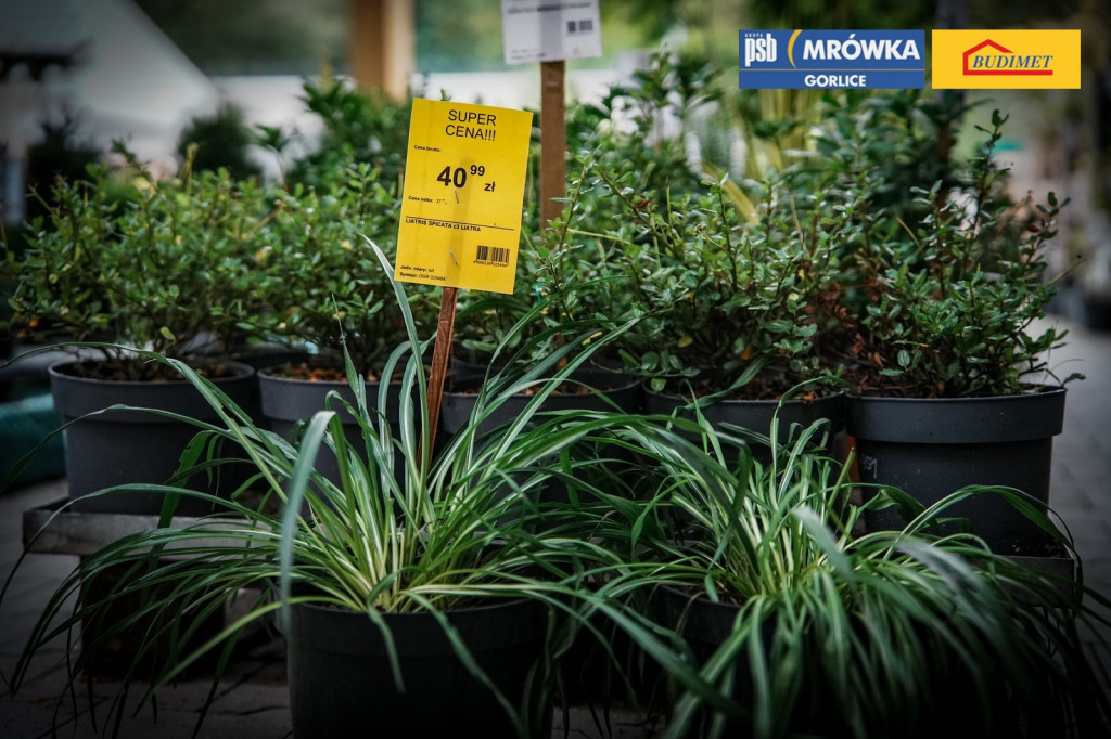 PSB Mrówka Gorlice - letnia wyprzedaż działu Ogród