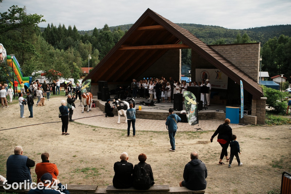 Wapienne: Zlot Rowerowy i Mistrzostwa w Dojeniu Krowy