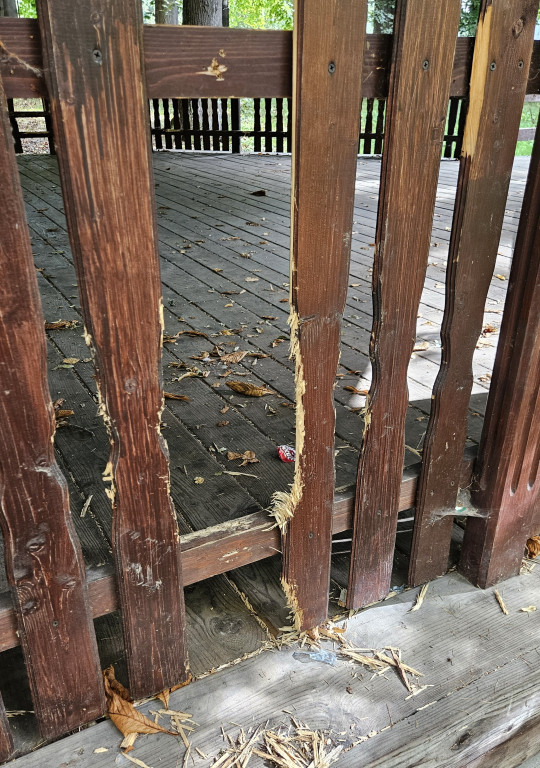 Akt wandalizmu w Parku MacGarveya