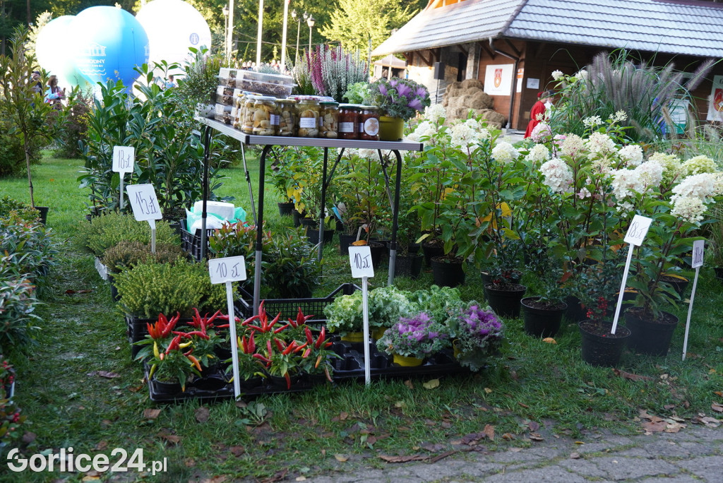 Rydzowa Jesień w Wysowej-Zdroju - sobota (27.09.)