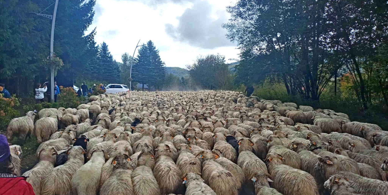 Jesienny Redyk w Wysowej-Zdroju (07.10.)