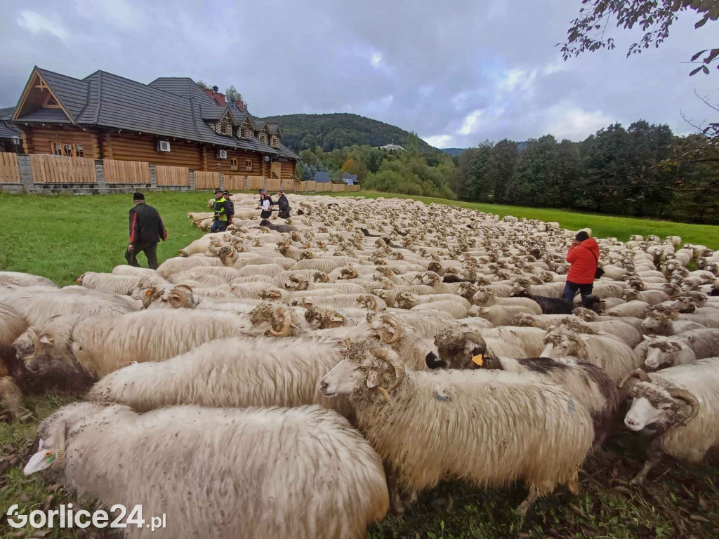 Jesienny Redyk w Wysowej-Zdroju (07.10.)
