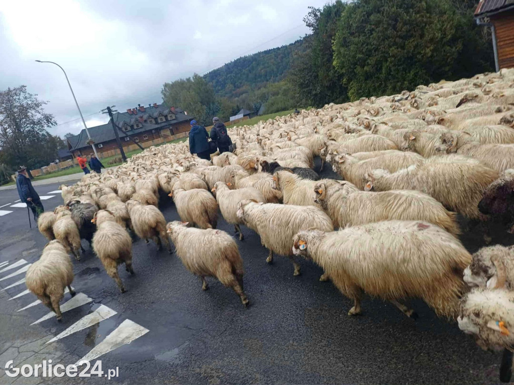 Jesienny Redyk w Wysowej-Zdroju (07.10.)