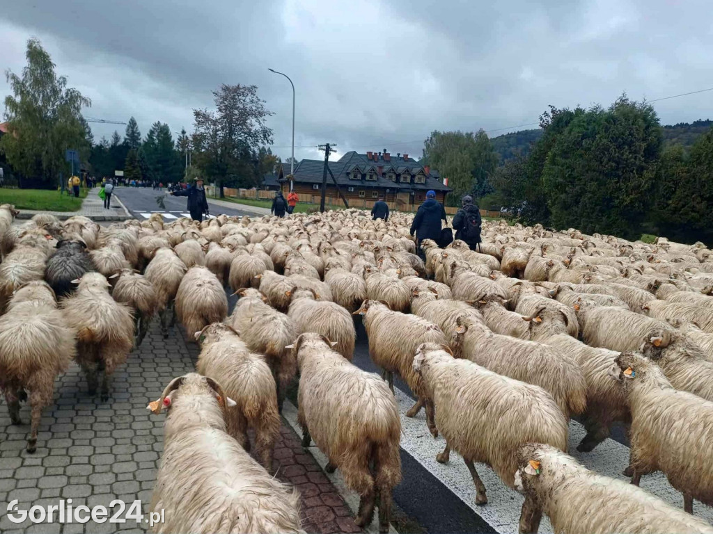 Jesienny Redyk w Wysowej-Zdroju (07.10.)