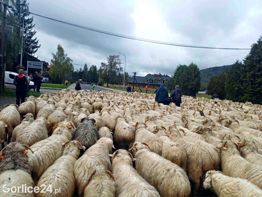 Jesienny Redyk w Wysowej-Zdroju (07.10.)
