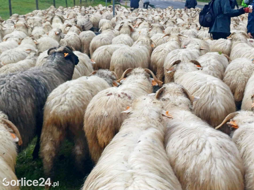 Jesienny Redyk w Wysowej-Zdroju (07.10.)