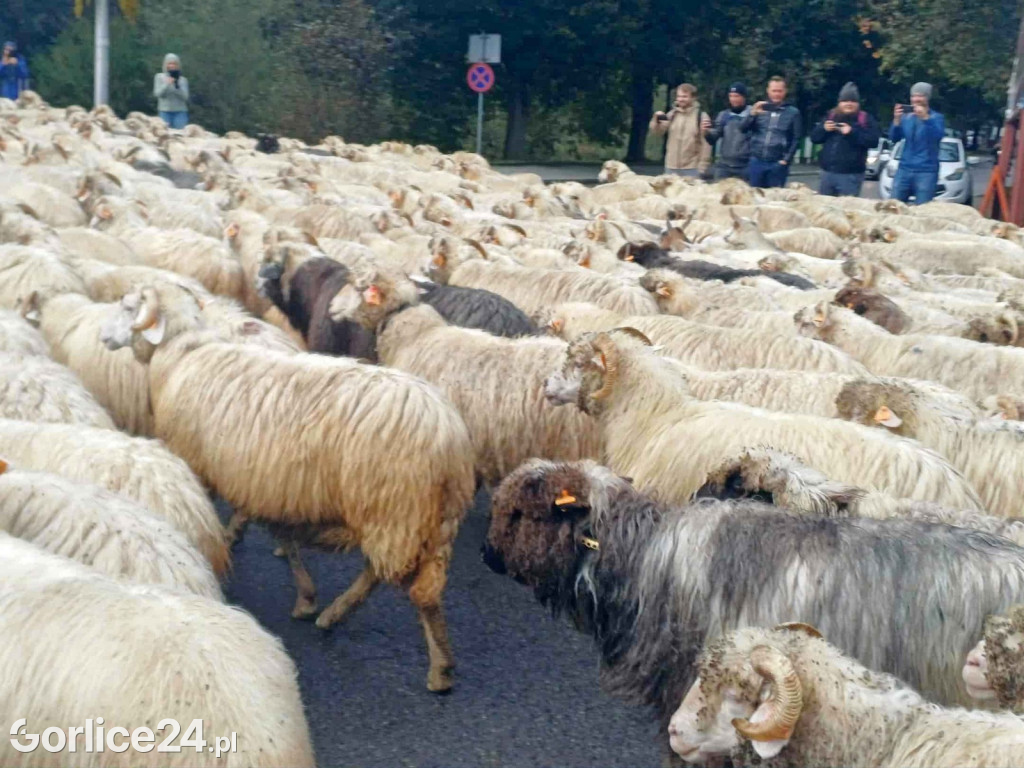 Jesienny Redyk w Wysowej-Zdroju (07.10.)