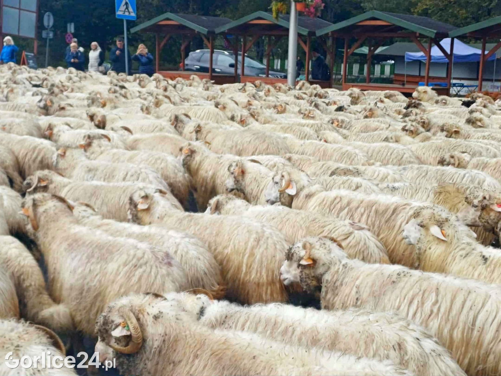 Jesienny Redyk w Wysowej-Zdroju (07.10.)