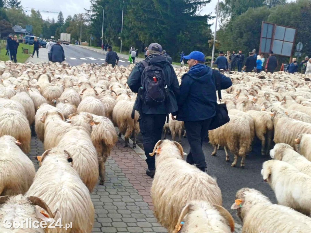 Jesienny Redyk w Wysowej-Zdroju (07.10.)