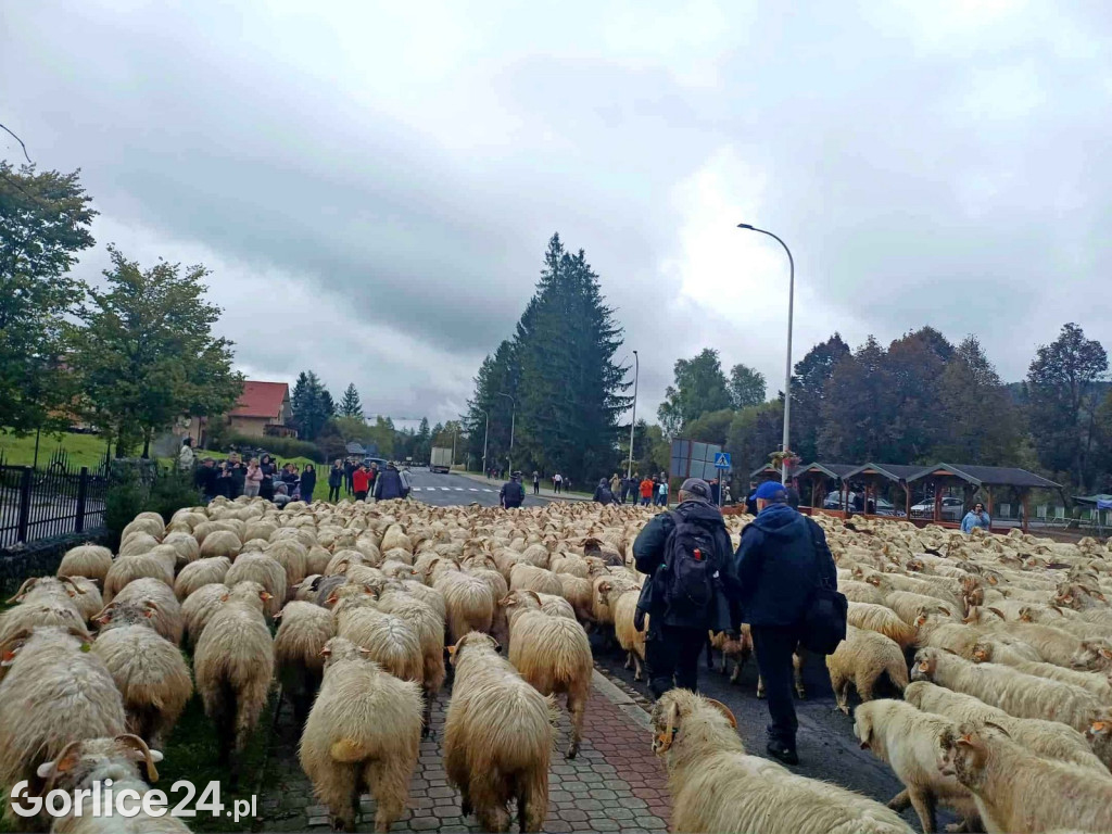 Jesienny Redyk w Wysowej-Zdroju (07.10.)